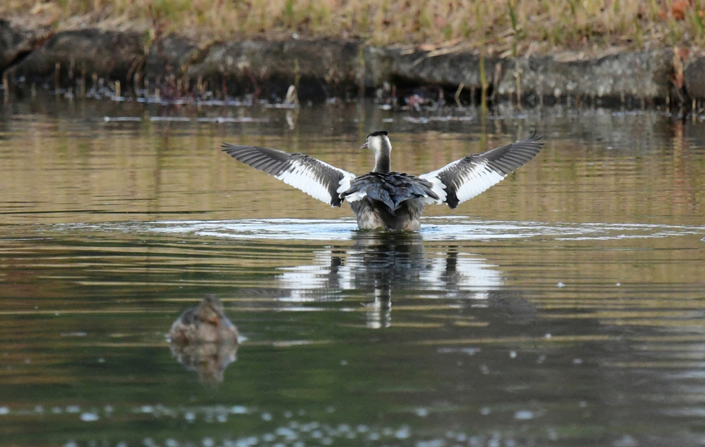 カンムリカイツブリの水切り