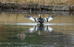 カンムリカイツブリの水切り