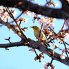 寒桜メジロ 3