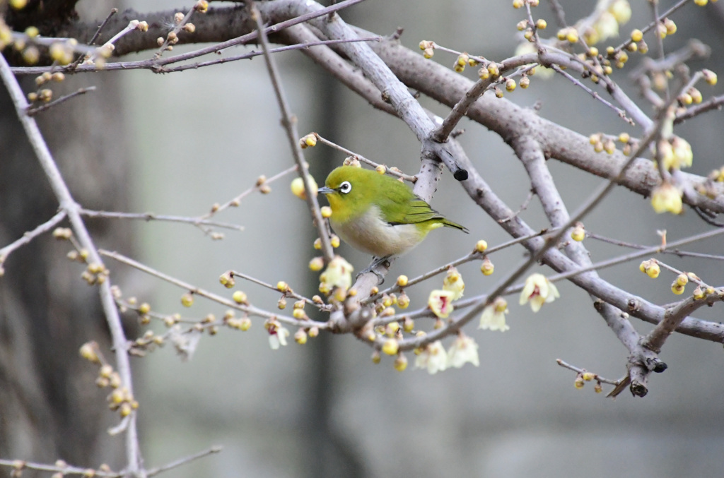 蝋梅にメジロ