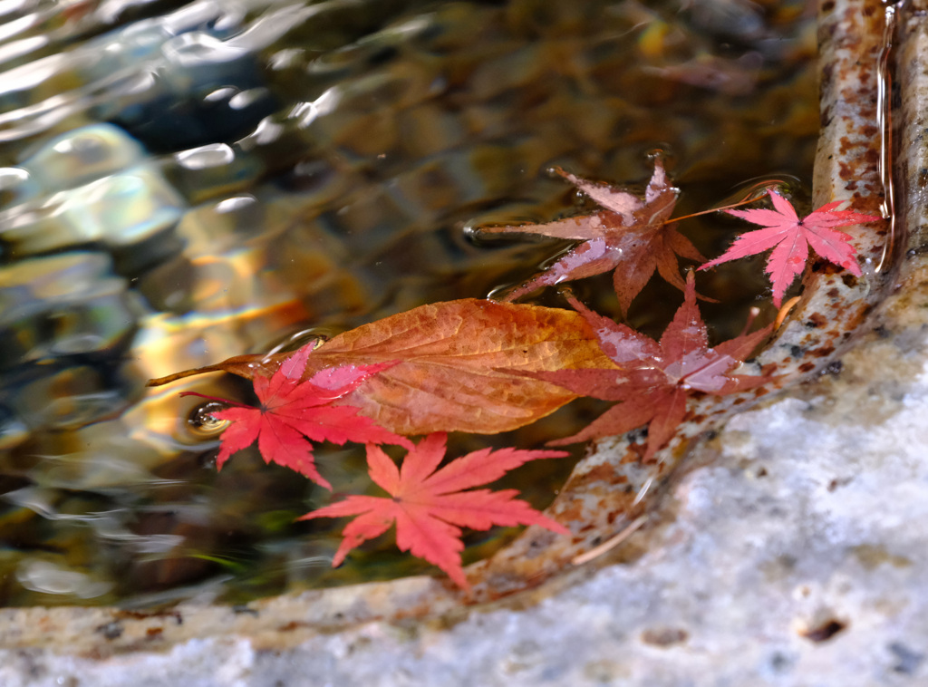 手水舎に