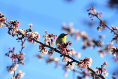 寒桜の中に2