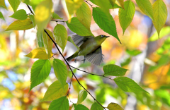 メジロ飛ぶ