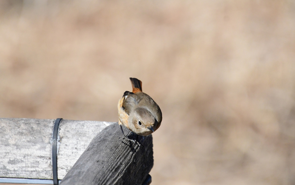 さらに１ｍまで近づいて