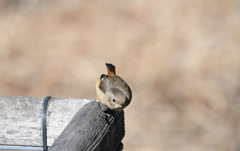 さらに１ｍまで近づいて