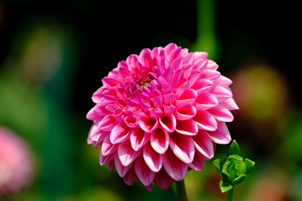 ぽんぽんダリア