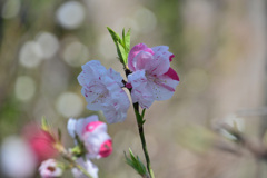 花桃４