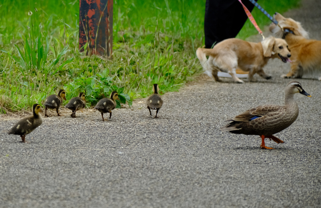 犬についていくヒナたち
