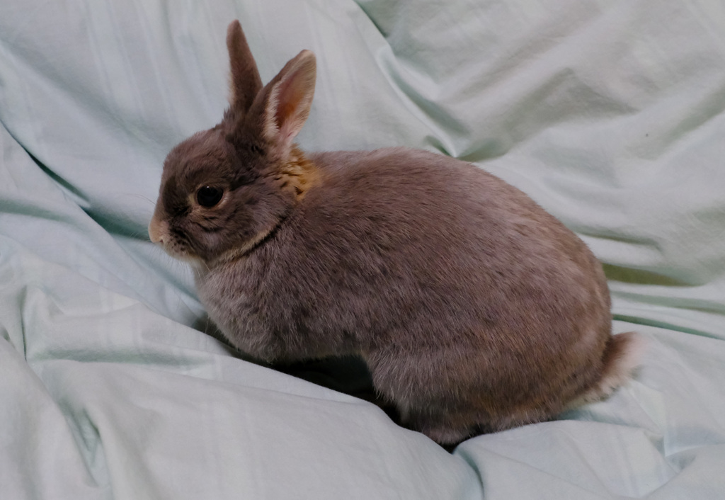ふとん掘りポロリ４