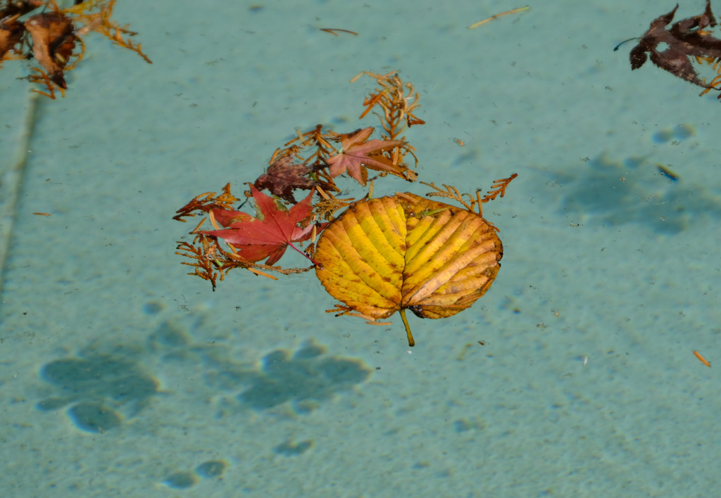 浮かび流れる