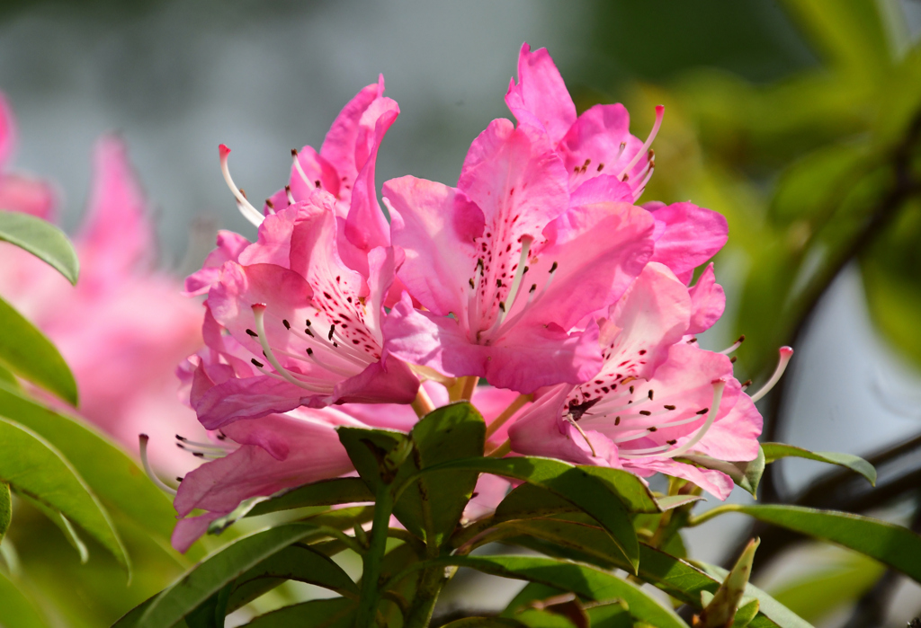 石楠花