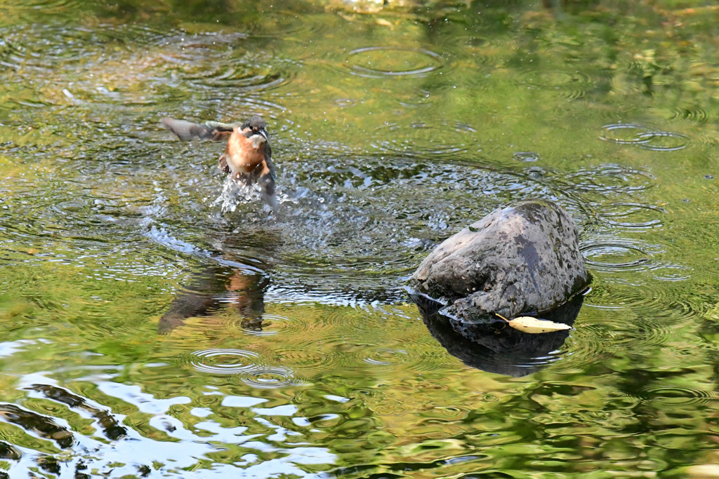 カワセミの水浴び (7)