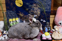 中秋の名月だって