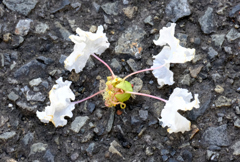 落花