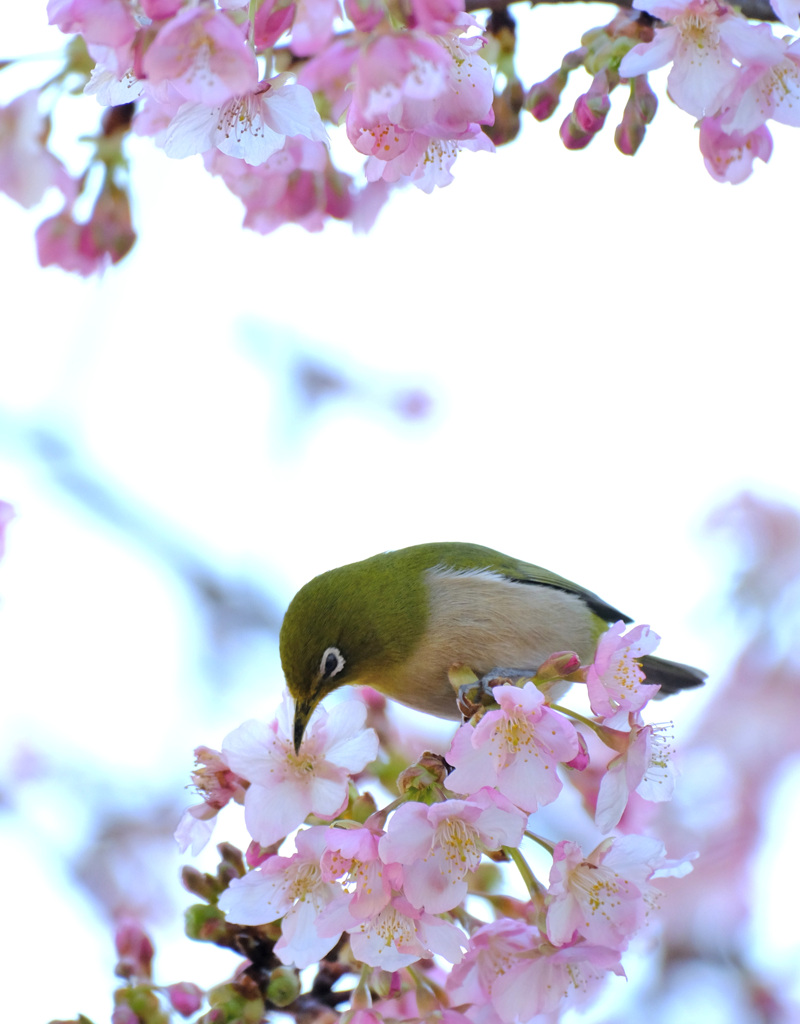これがいい