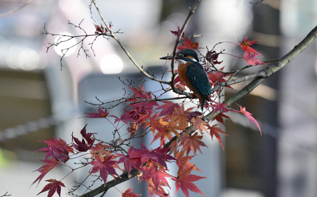 紅葉カワセミ