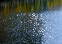 水面の輝き