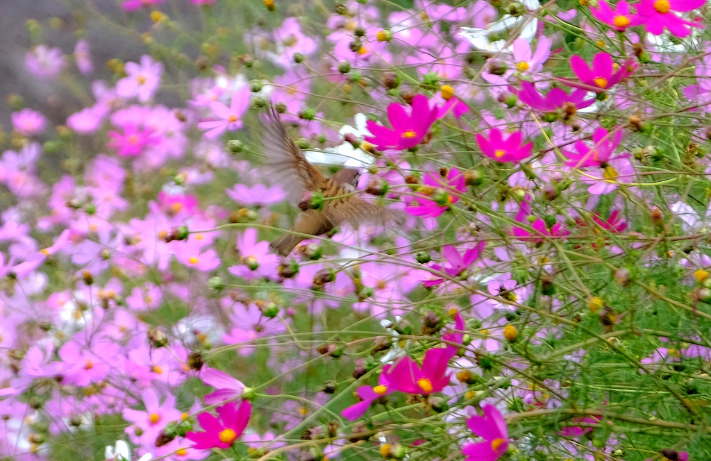 減少するスズメ