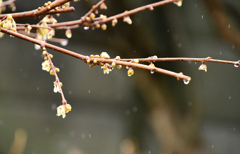 雪ではなく雨