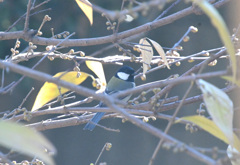 やってきたのは