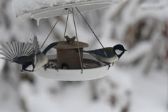 二羽一緒はお初かも