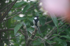 5月12日小さい虫運び２