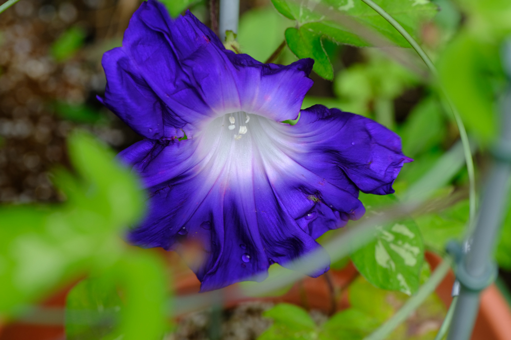 初花無理に開かせて