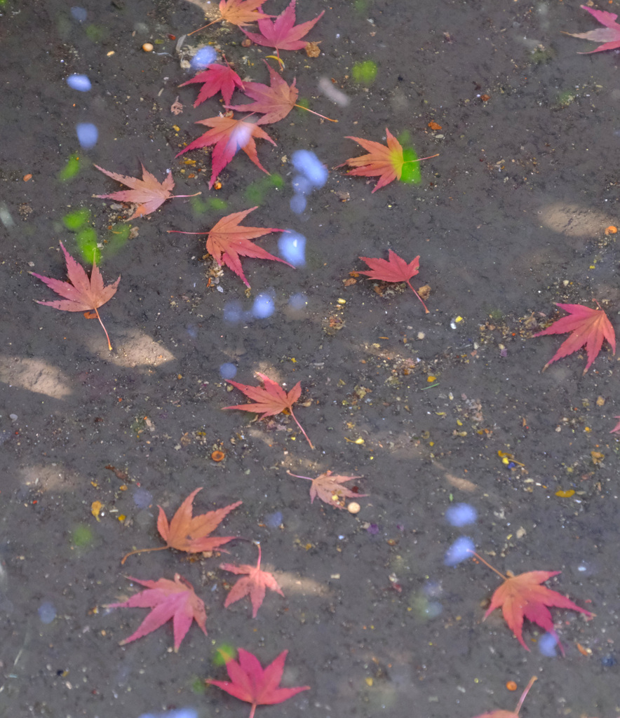 水たまりの底に