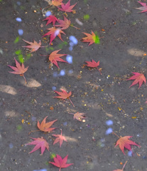 水たまりの底に