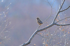 ほら、あたしよ