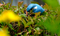 青い鳥が