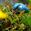 青い鳥が