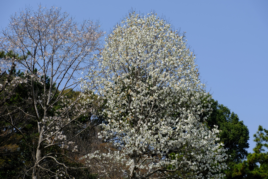 コブシと桜