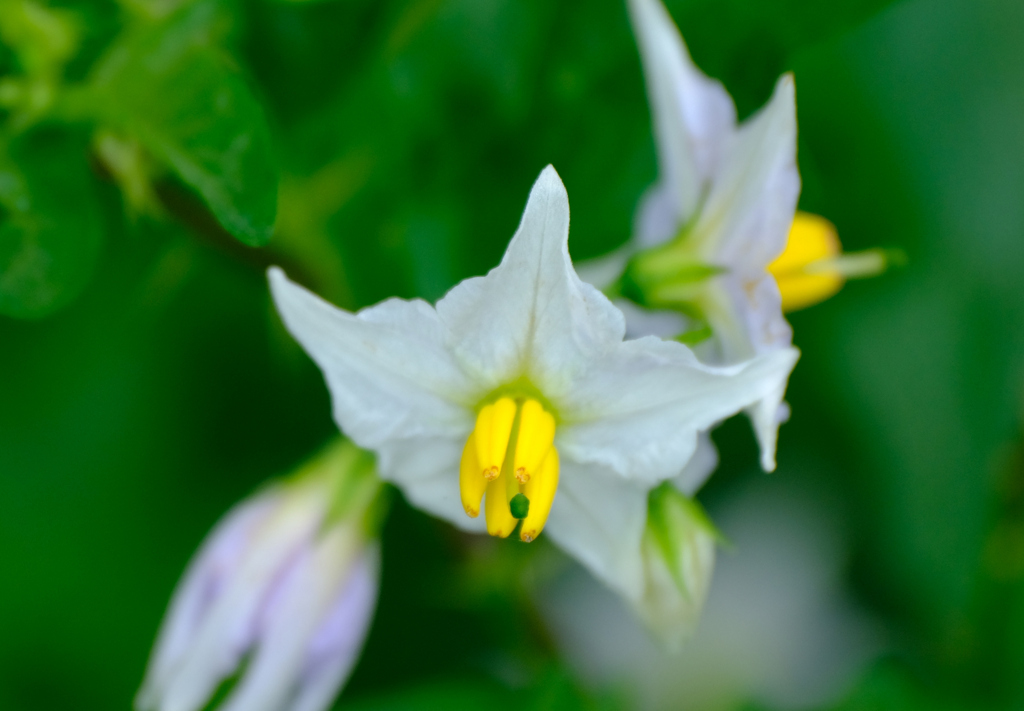 ワルナスビの花