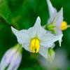ワルナスビの花