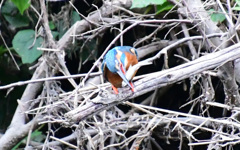 とった魚は丸呑み