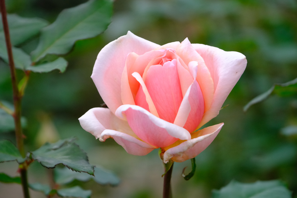 コンテス ヴァンダル（蘭)