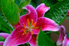 あでやかな あでやかな