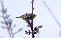 寒桜が似合う