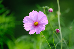 正統派？秋桜