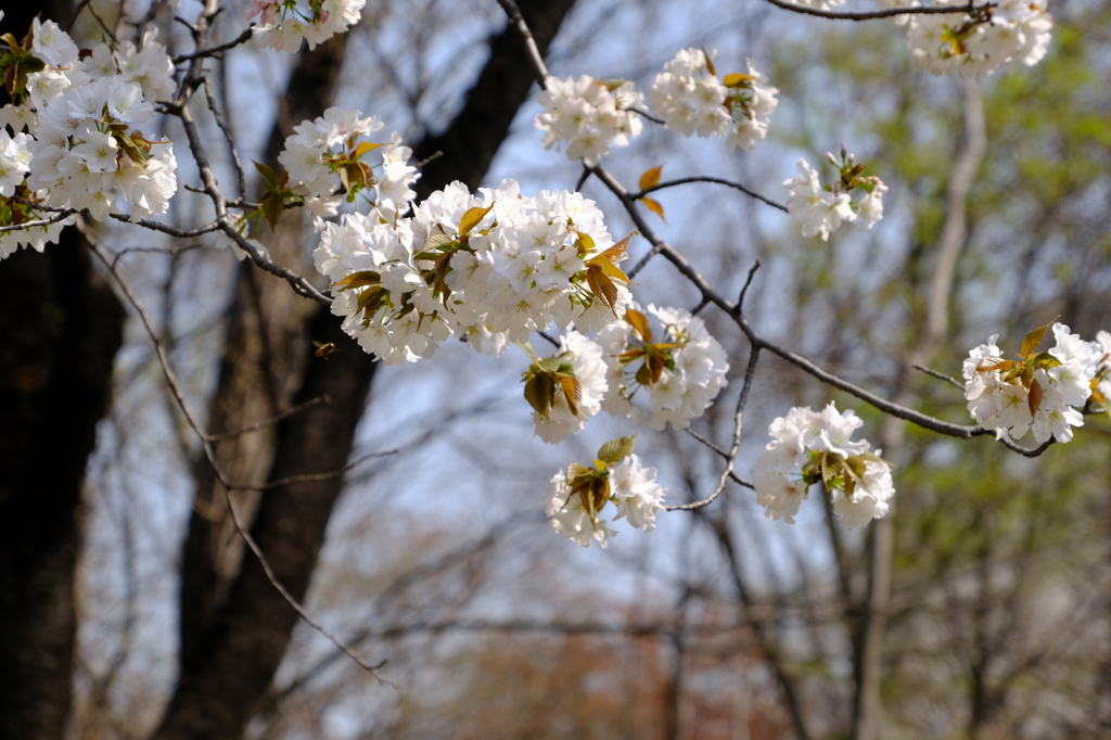 白い大きな桜 (2)