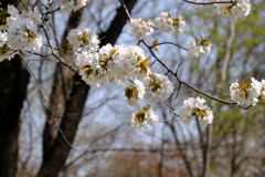 白い大きな桜 (2)