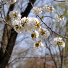 白い大きな桜 (2)