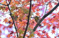 メジロ飛び出すよ