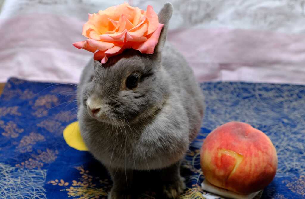 8月ポロリの誕生日