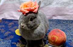 8月ポロリの誕生日