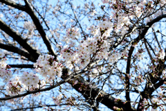 こんなに咲いた
