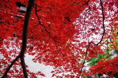 白き鐘楼を彩る