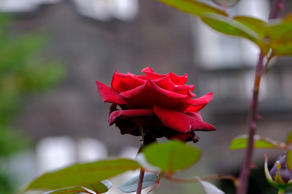 バルカロール(独）