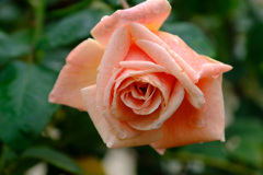 マダムデュドネ（仏）